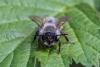 Andrena sp.
